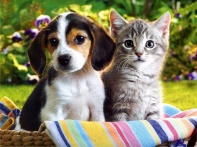 Kitten and Puppy hd Wallpapers_4